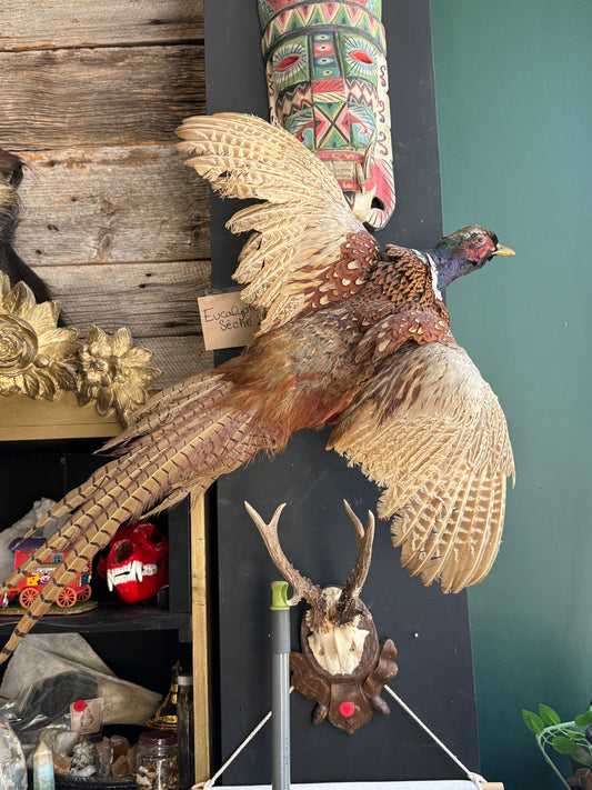 Phesant taxidermy