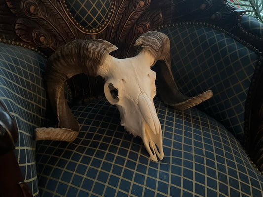 Merino ram skull