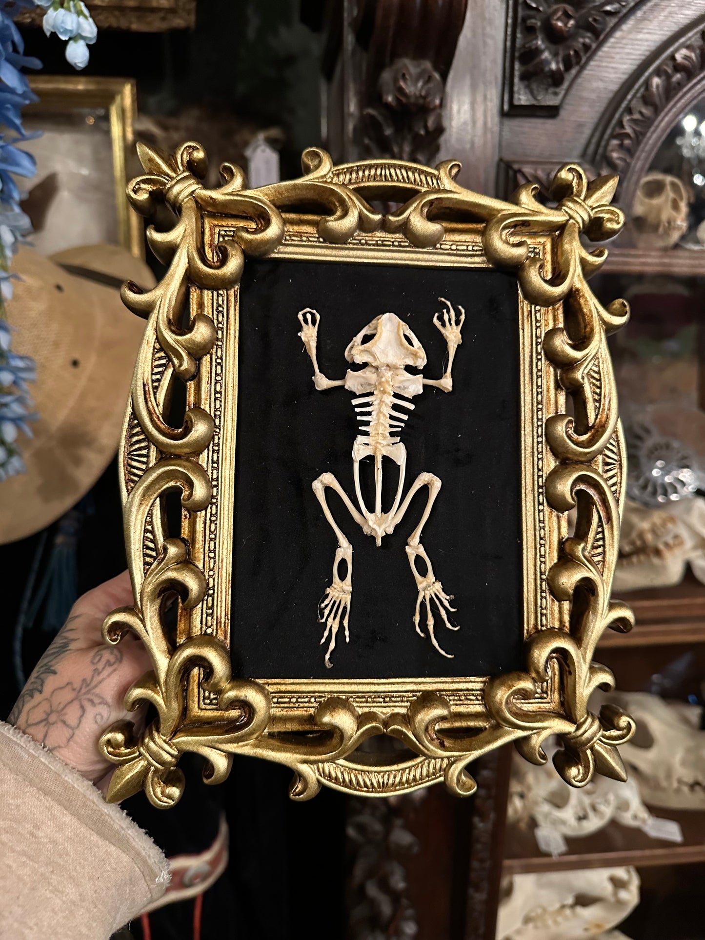 Frog skeleton frame