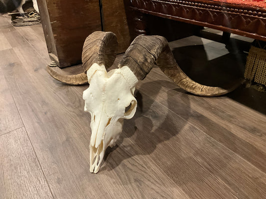 Very large catalina goat