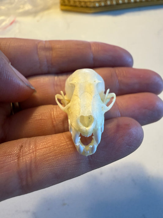 Bat skull
