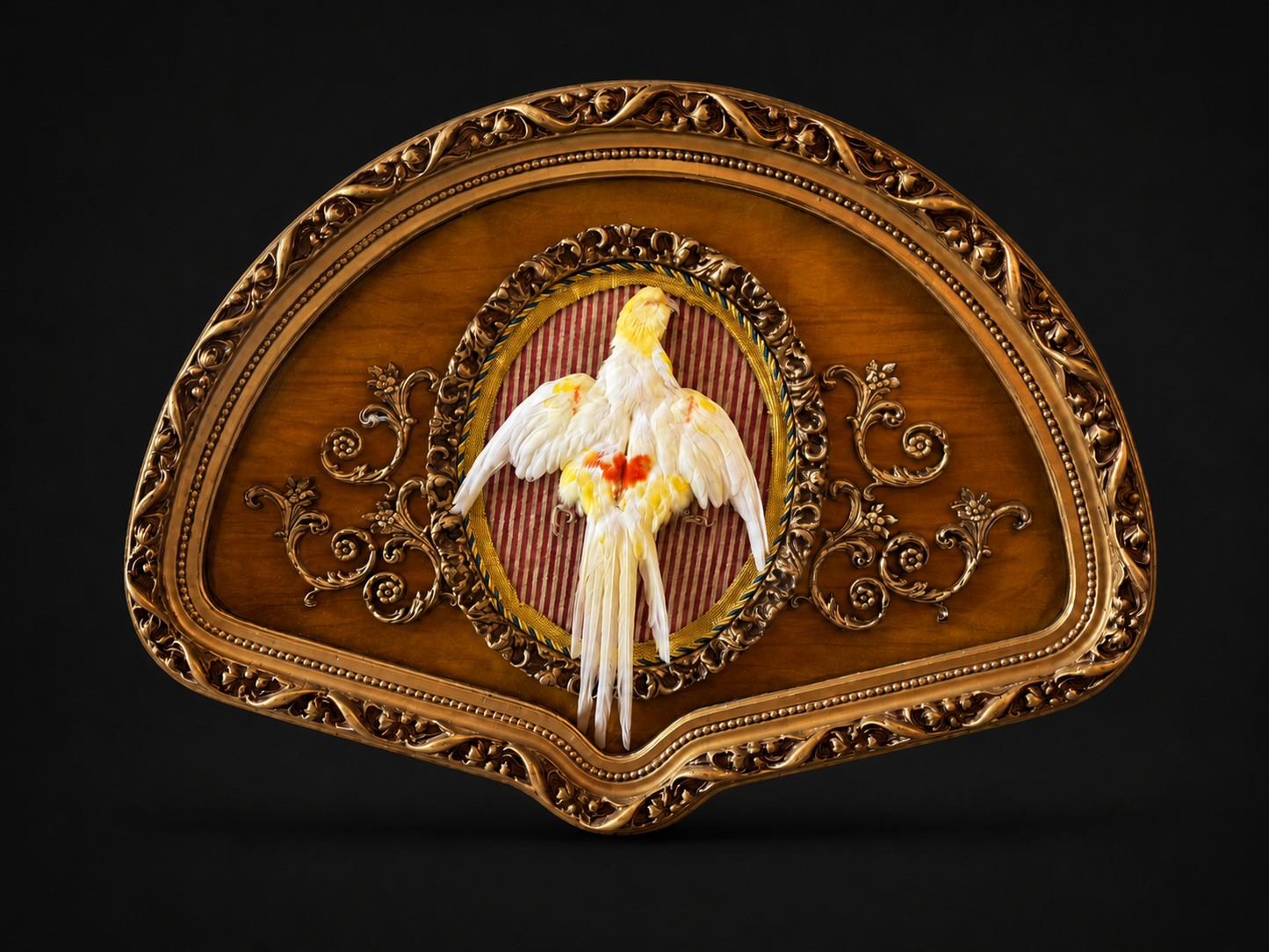 Framed cockatiel skin in glass frame