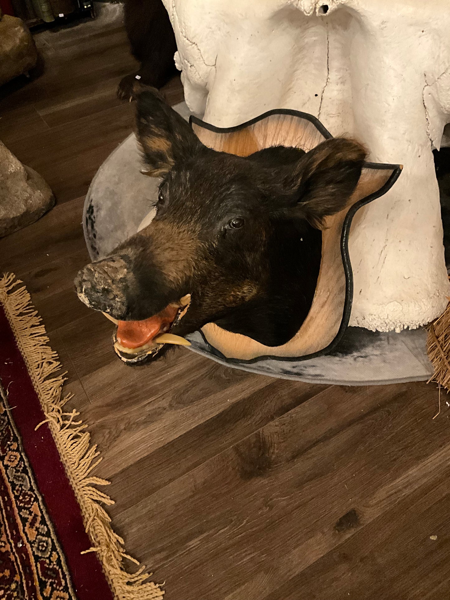 Boar Taxidermy head
