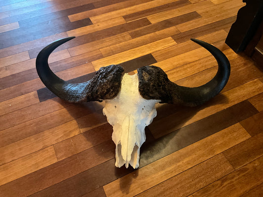 Cape buffalo - see description