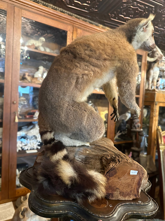 Lemur taxidermy