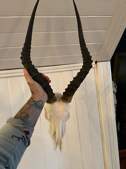 Impala skull