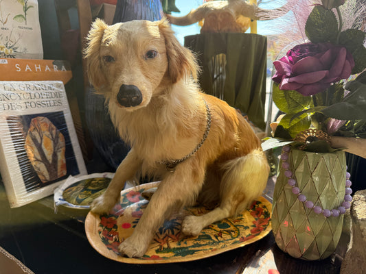 Taxidermy dog