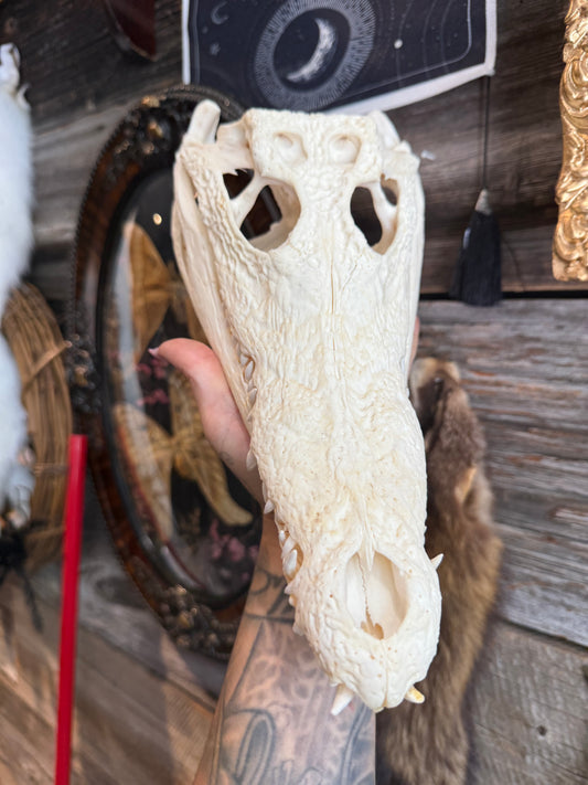 Nile crocodile skull