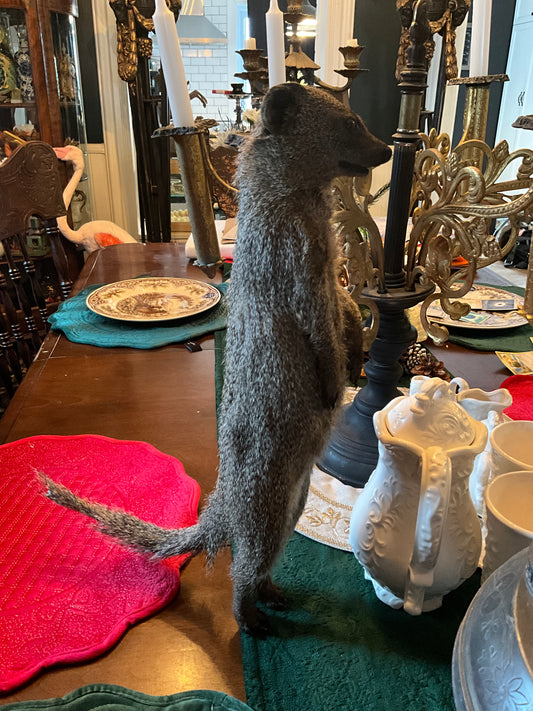 Taxidermy mongoose