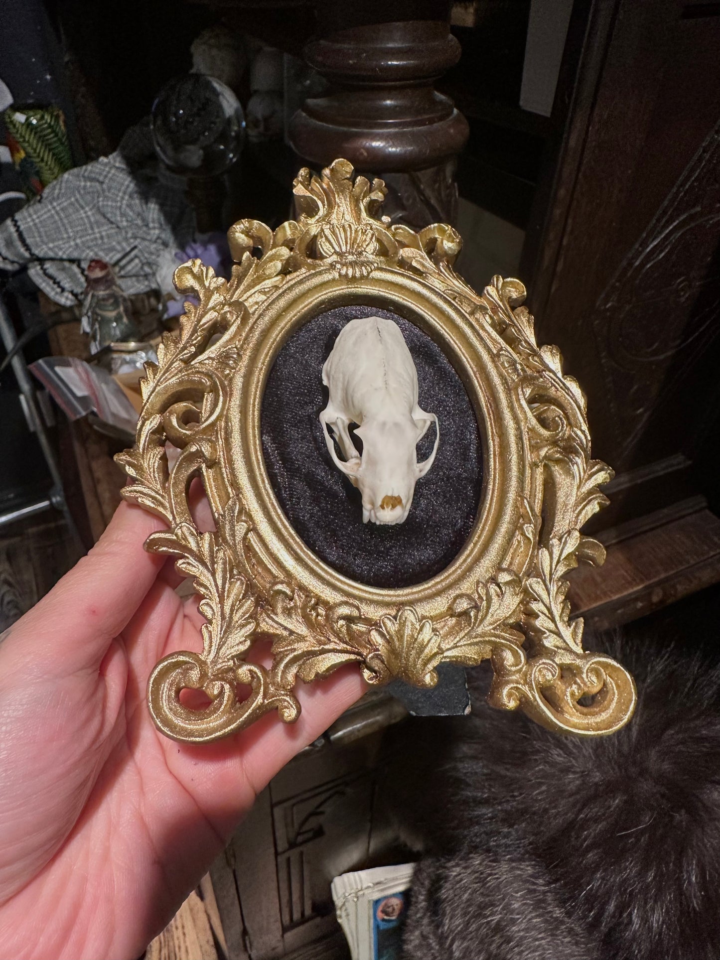 Weasel skull frame