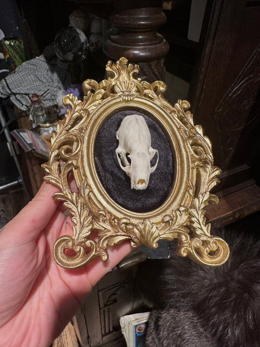 Weasel skull frame