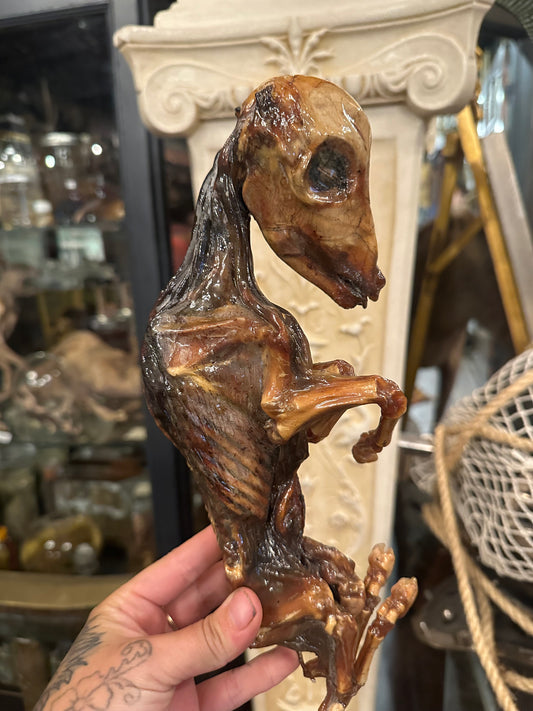 Large fetal bull preserved