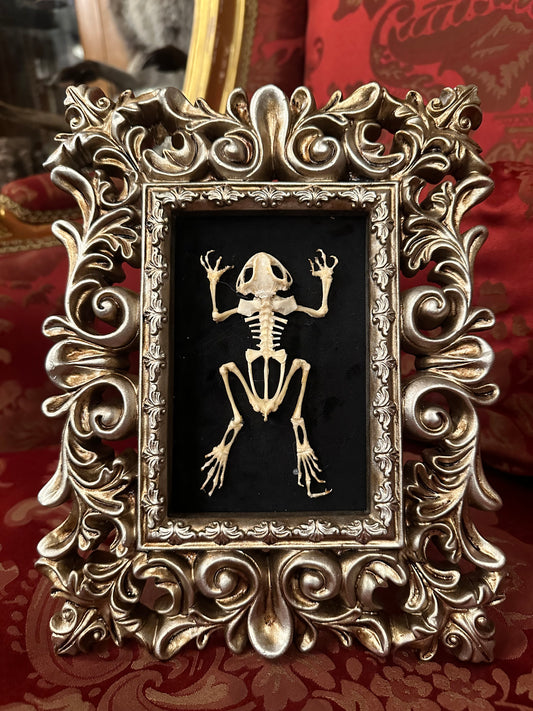 Frog skeleton frame