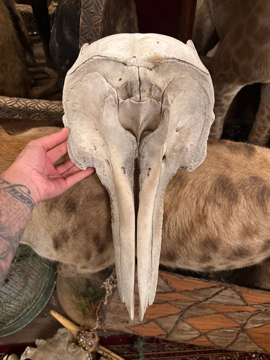 Dolphin skull