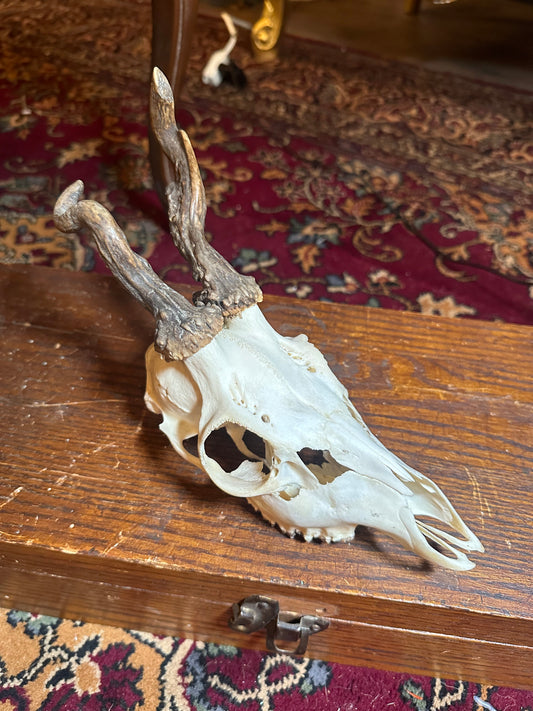 Atypical roe deer skull