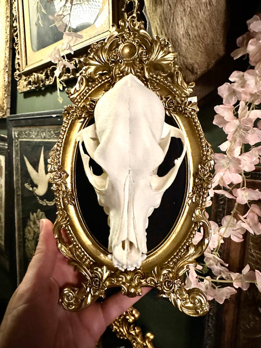 Framed dog skull