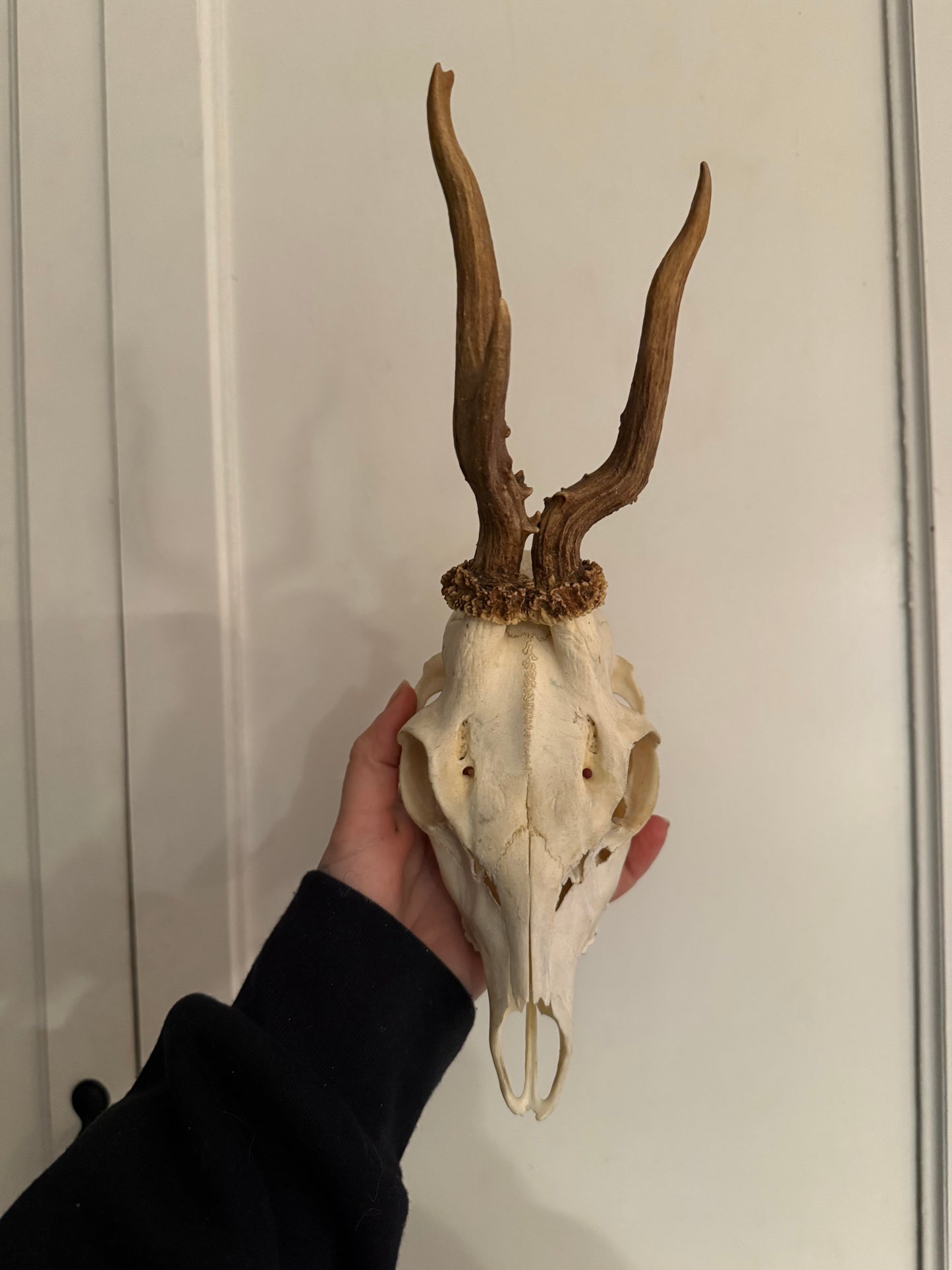 Atypical Roe deer skull