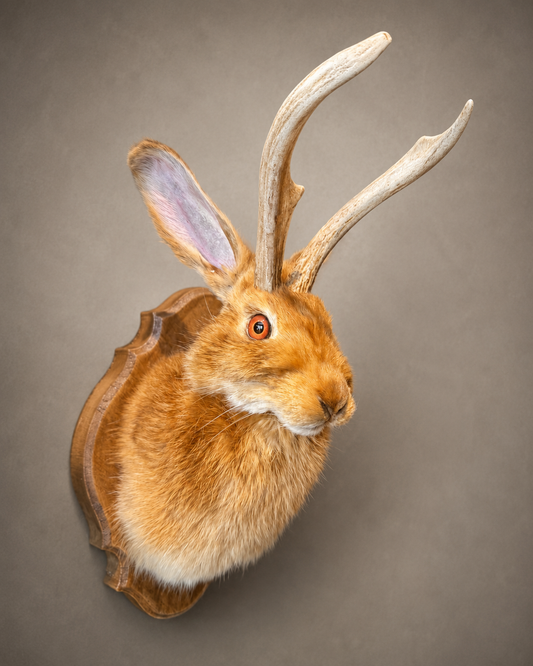 Jackalope taxidermy