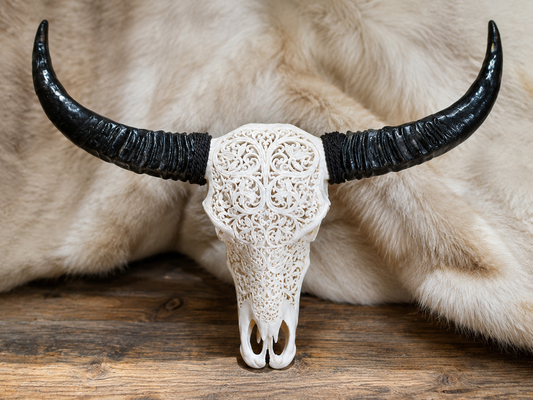 Water Buffalo skull