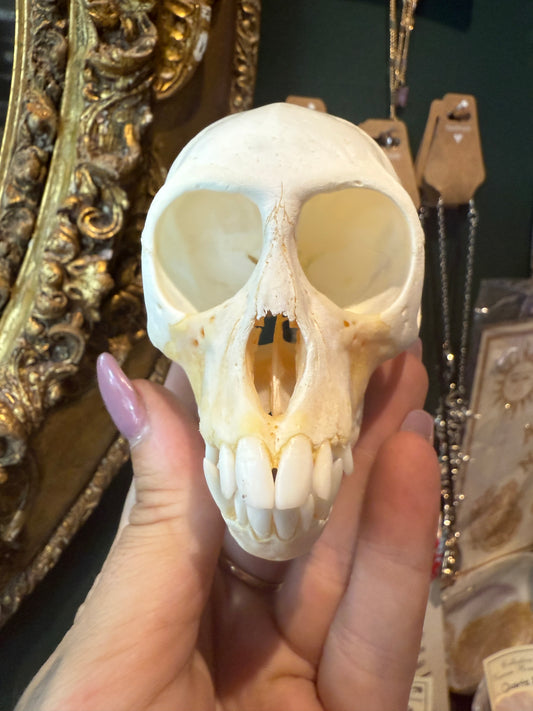 Vervet monkey skull