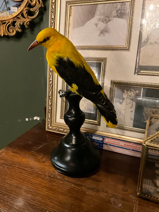 Oriole taxidermy bird on stand