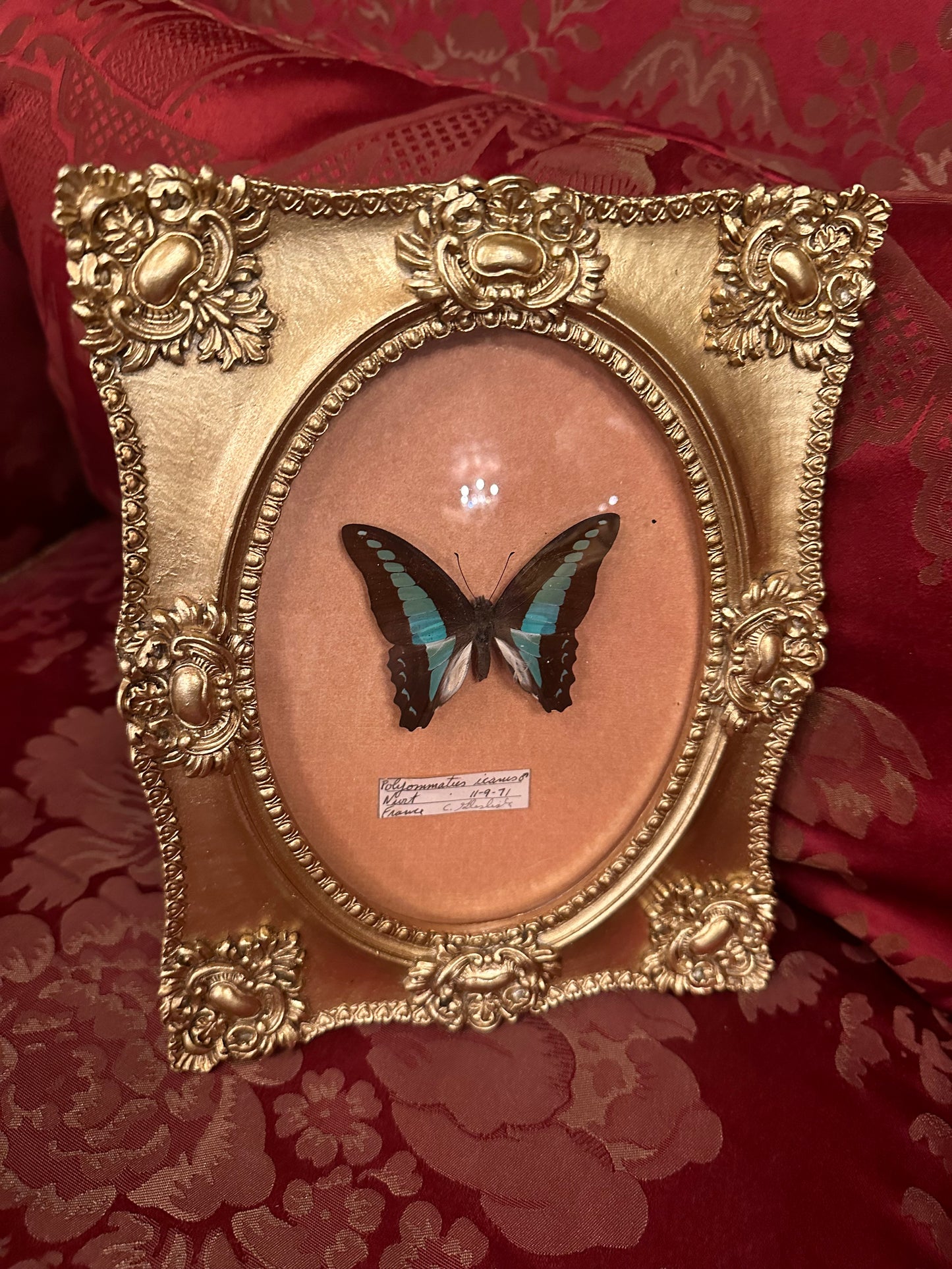 Butterfly frame