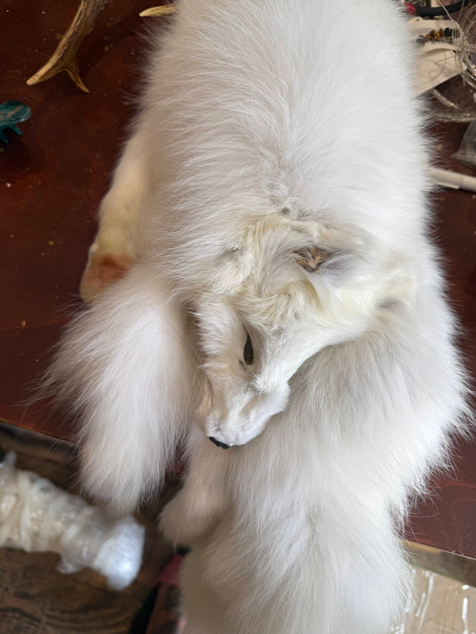 Artic fox pelt