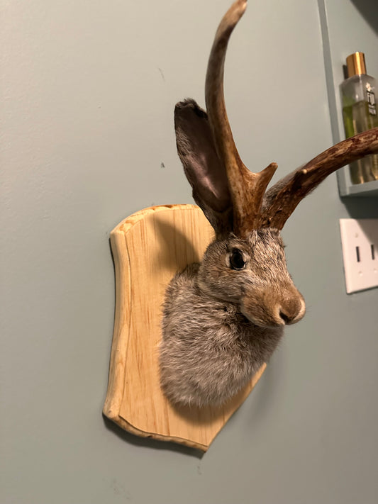 Jackalope taxidermy