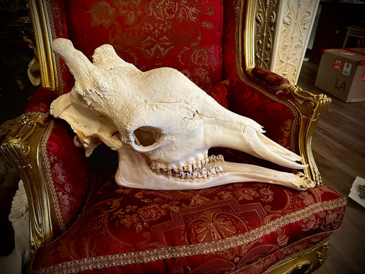 Girafe skull complete large