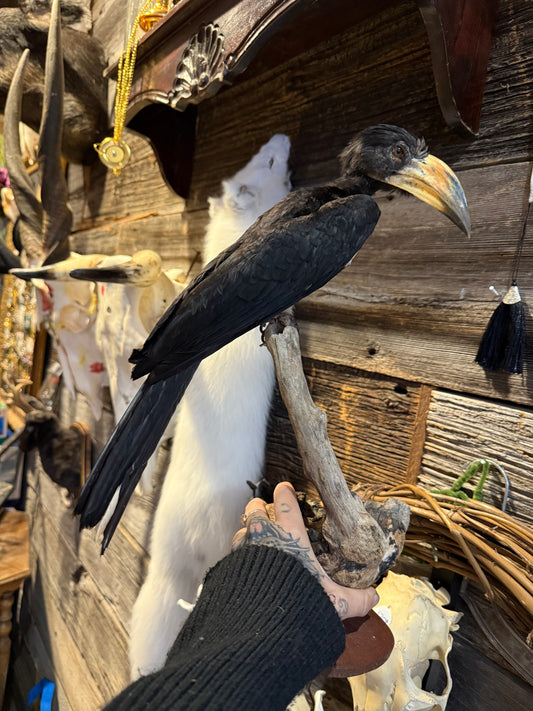Taxidermy hornbill