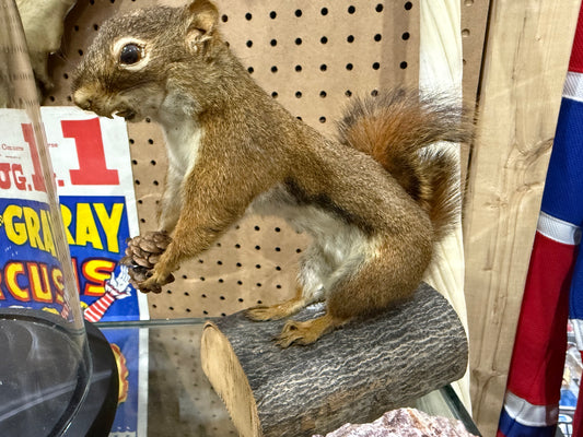 Squirrel taxidermy