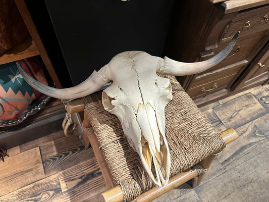 Muskox Juvenil skull