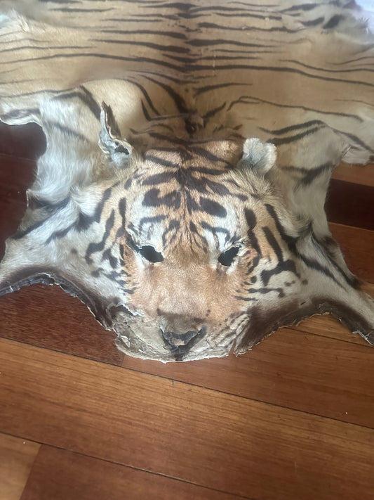 Full tiger pelt