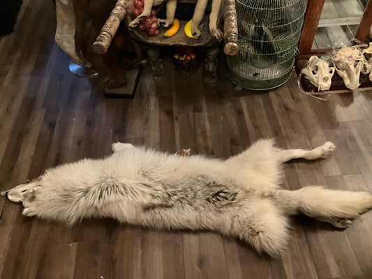 Full mountable artic wolf pelt