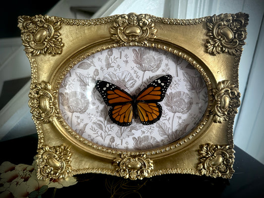 Monarch shadow box frame