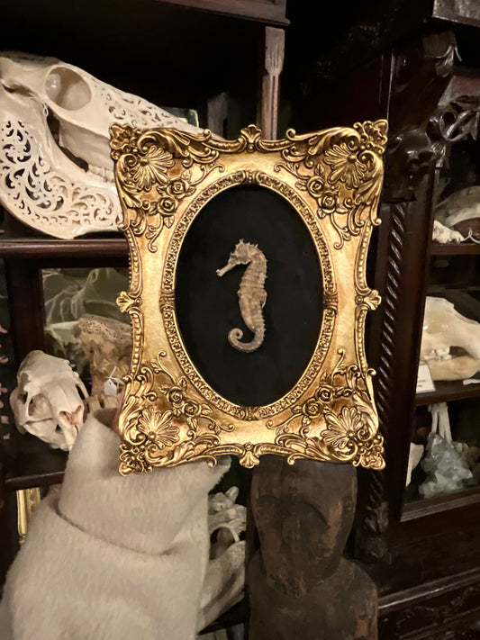 Preserved seahorse frame