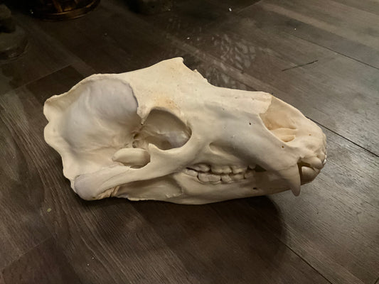Grizzly bear skull