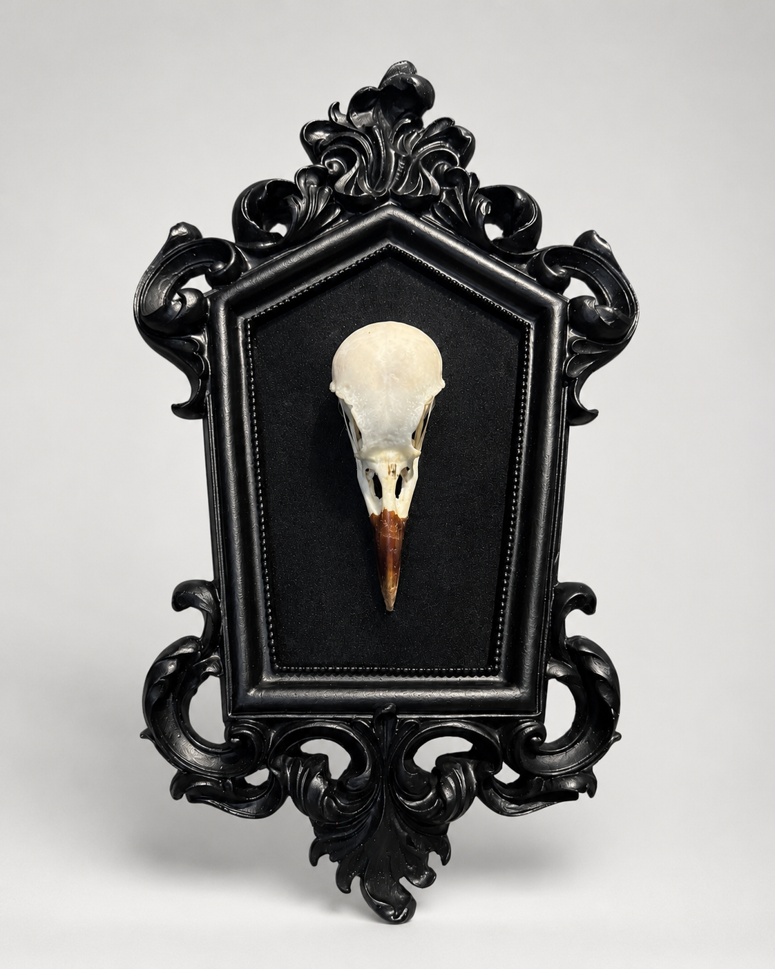 Crow skull frame