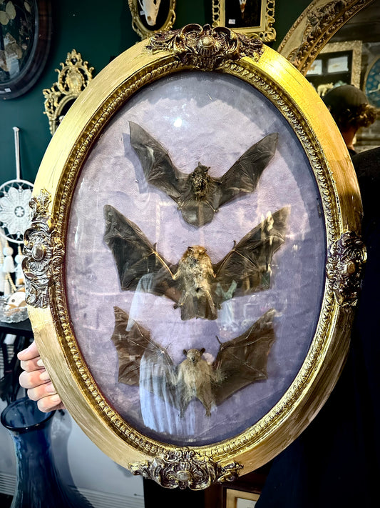 Trio of bats in antique domed glass