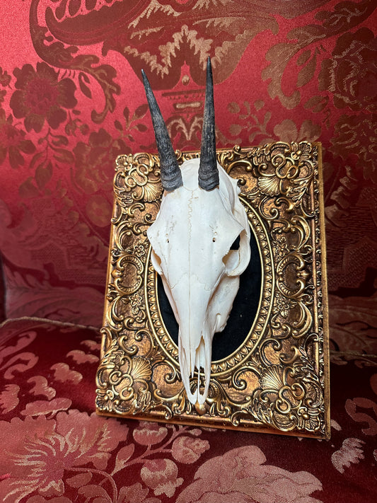 African duiker skull & frame