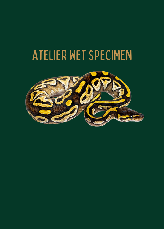 Atelier Wet specimen