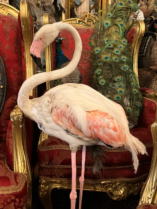 Flamingo taxidermy fullmount