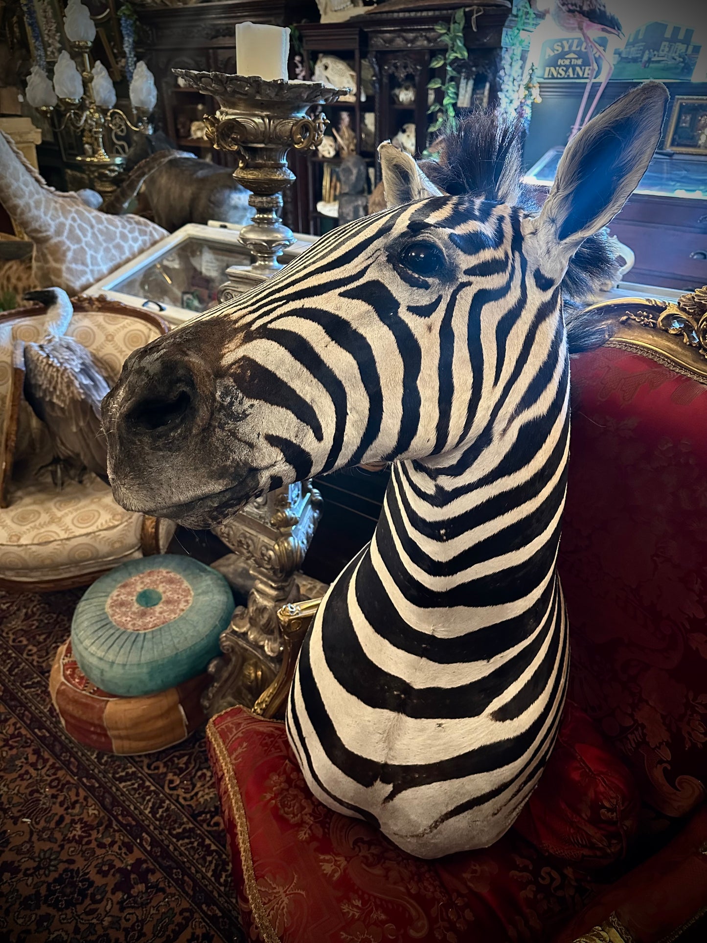 Zebra head new taxidermy