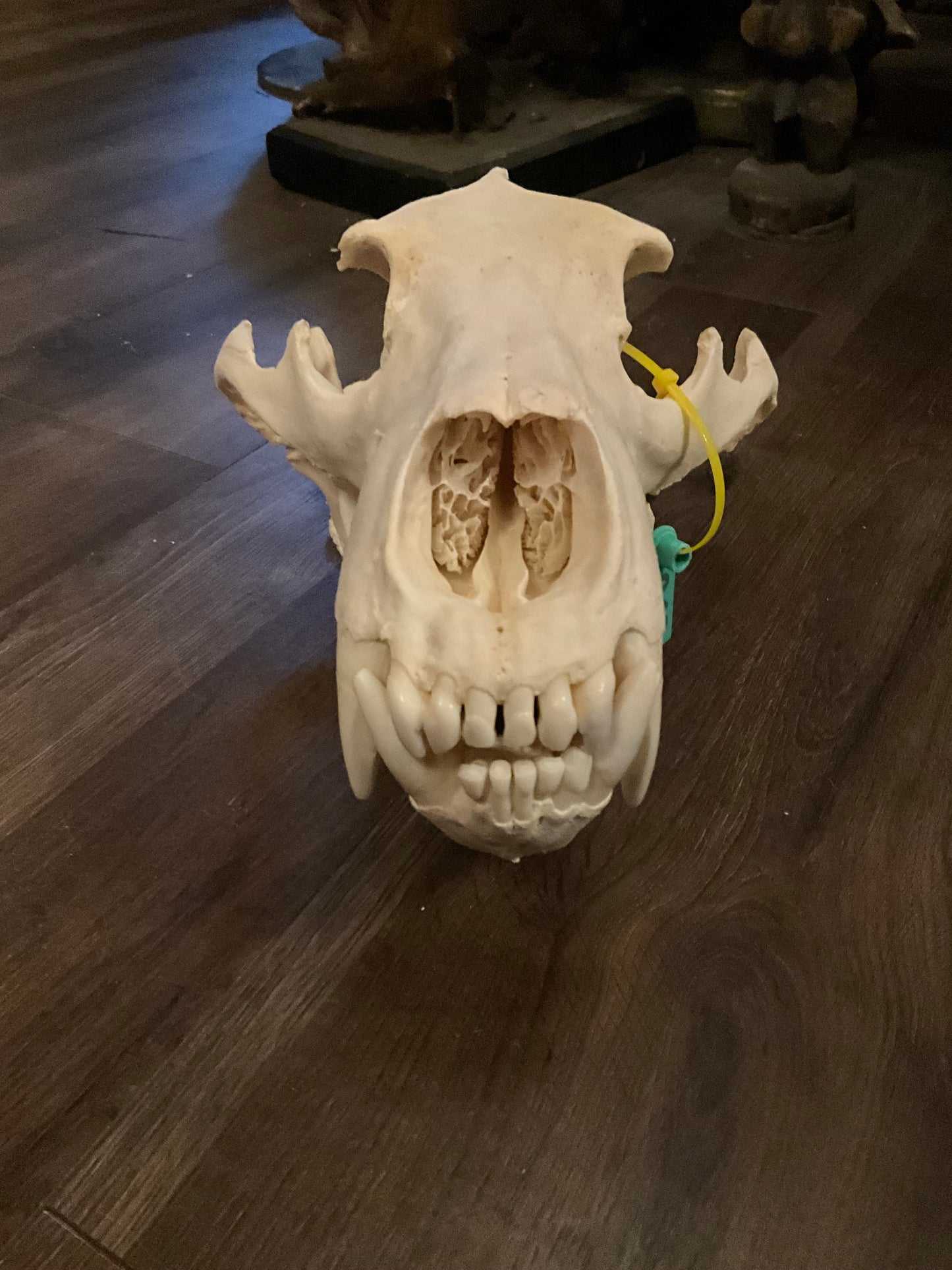 Polar bear skull