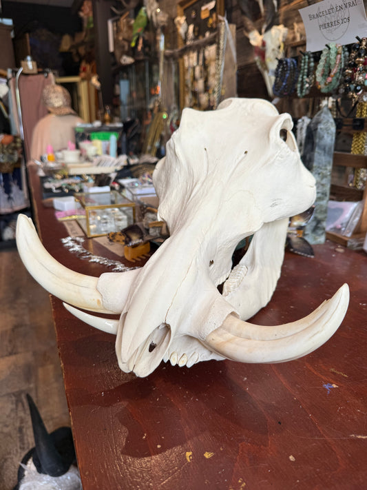 Large warthog skull