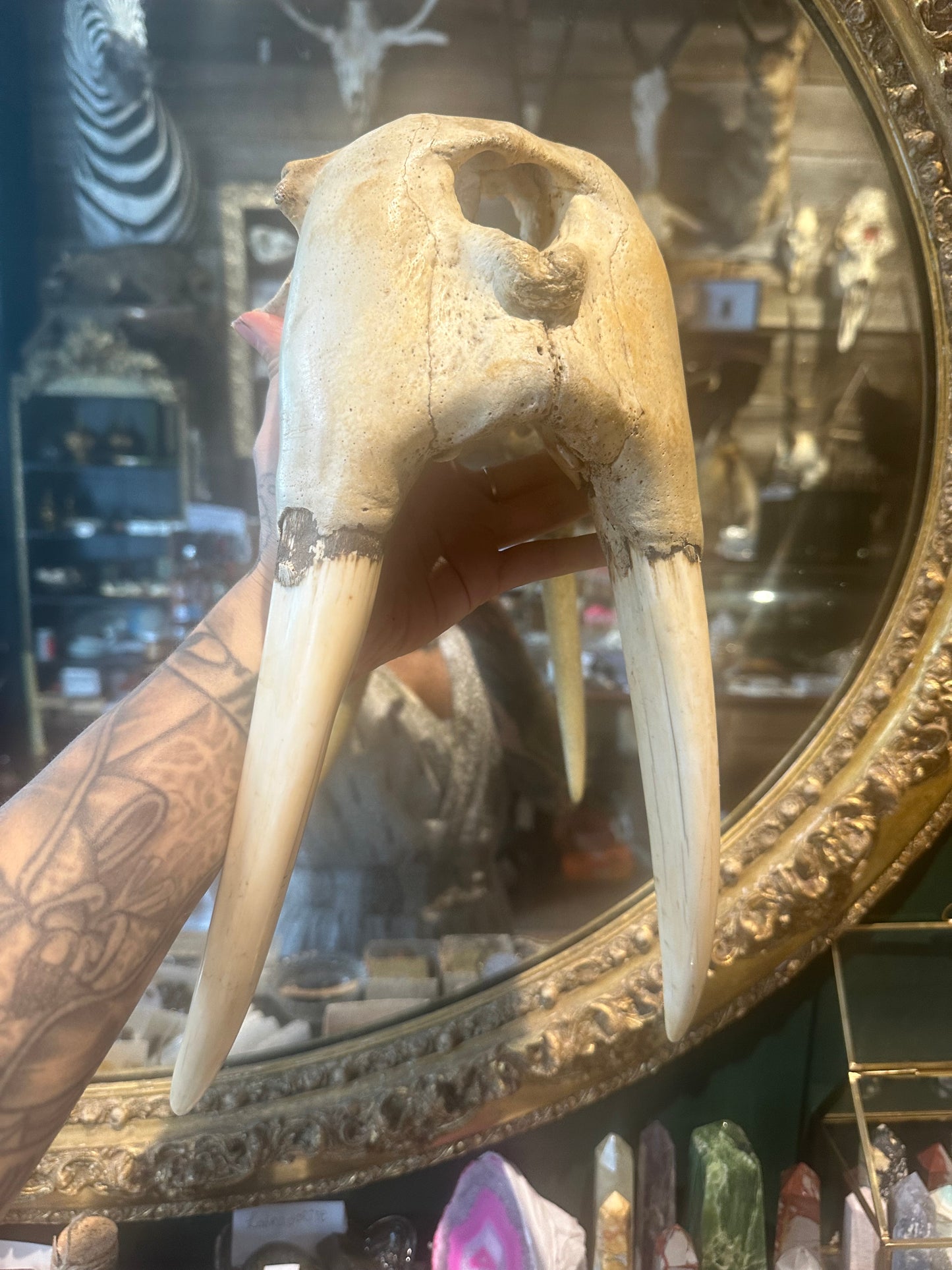 Walrus front nose & skull