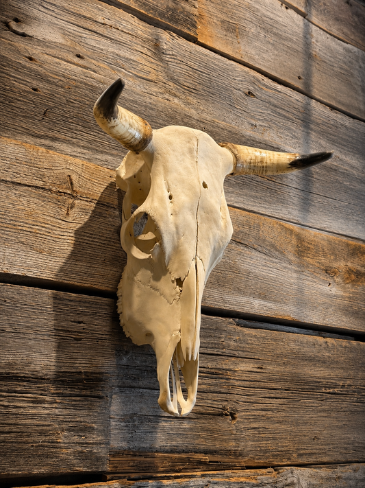 Bull skull