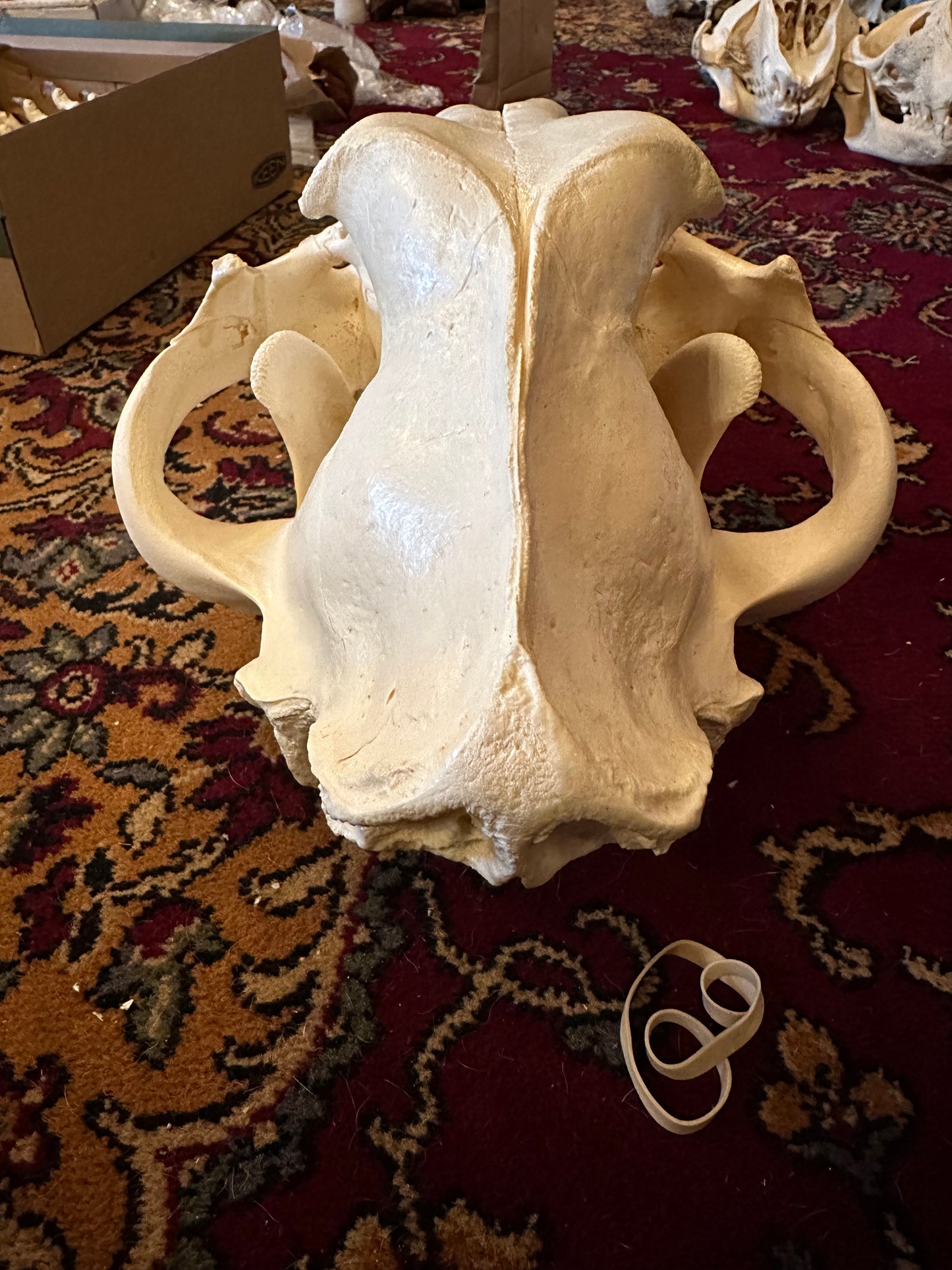 Mâle Lion skull