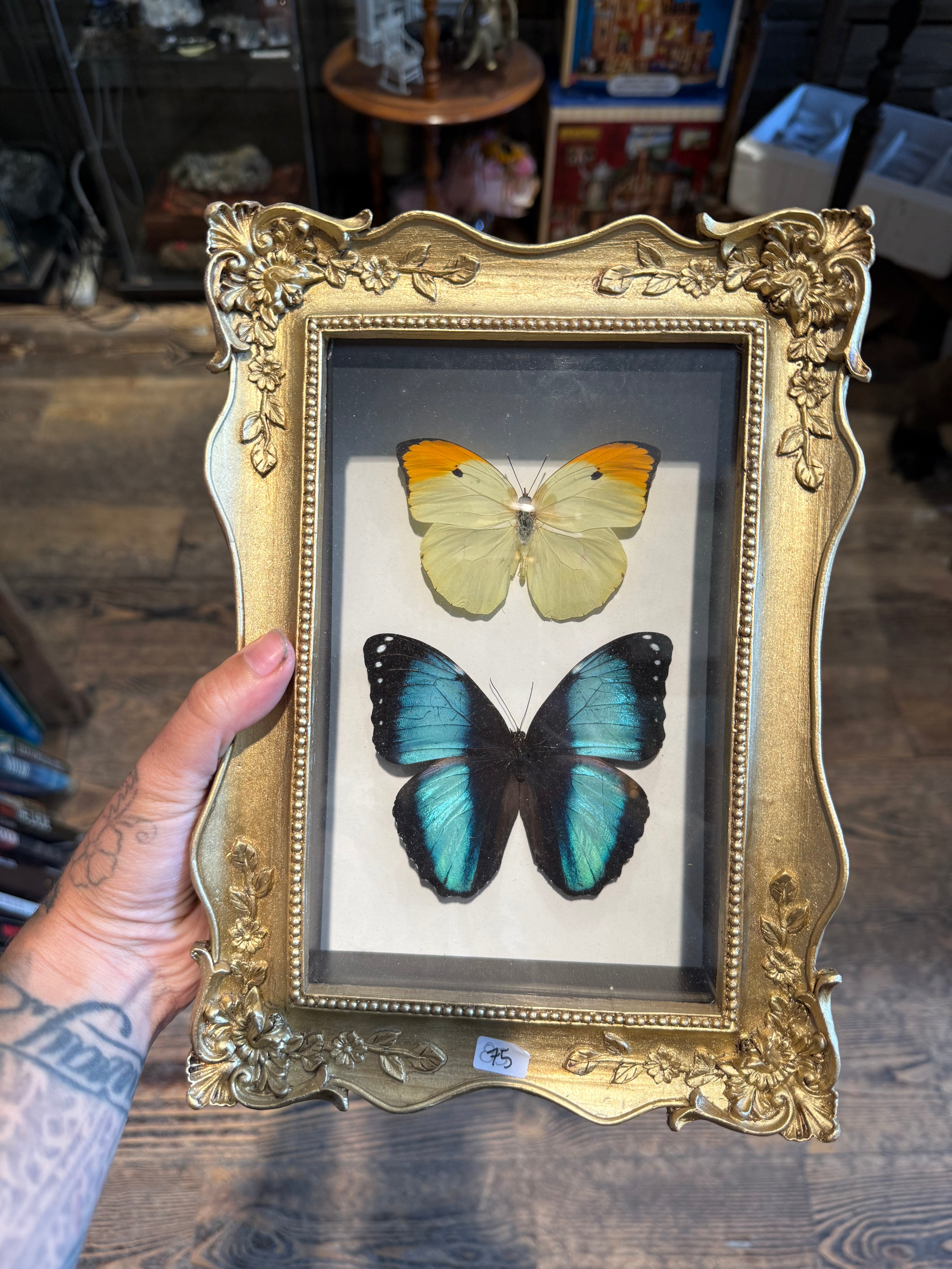 Morpho blue shadow box – Tocb-mtl