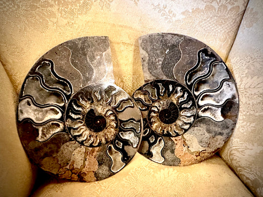 X-Large pair of ammonite fossil